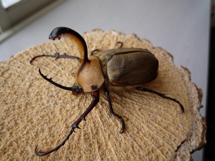 «ö¦¹¦b·sµøµ¡ÂsÄý¹Ï¤ù