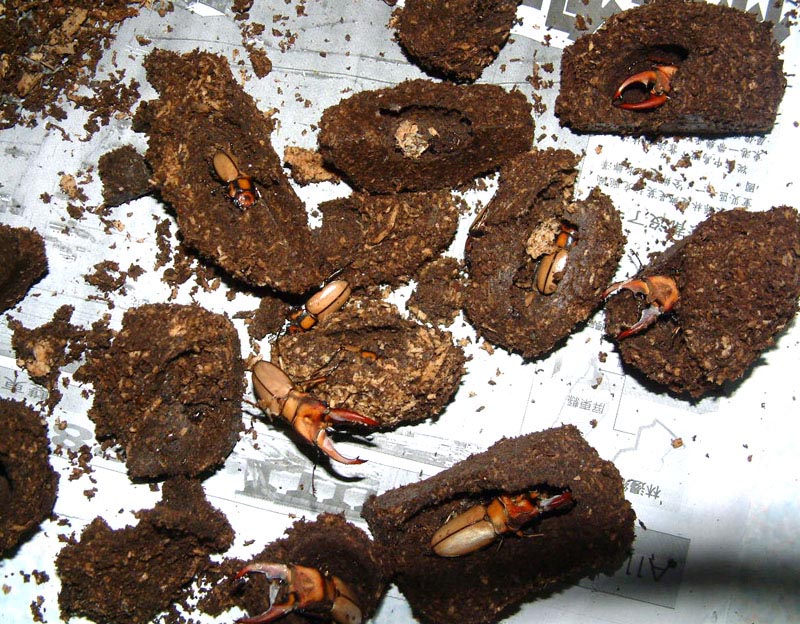 «ö¦¹¦b·sµøµ¡ÂsÄý¹Ï¤ù