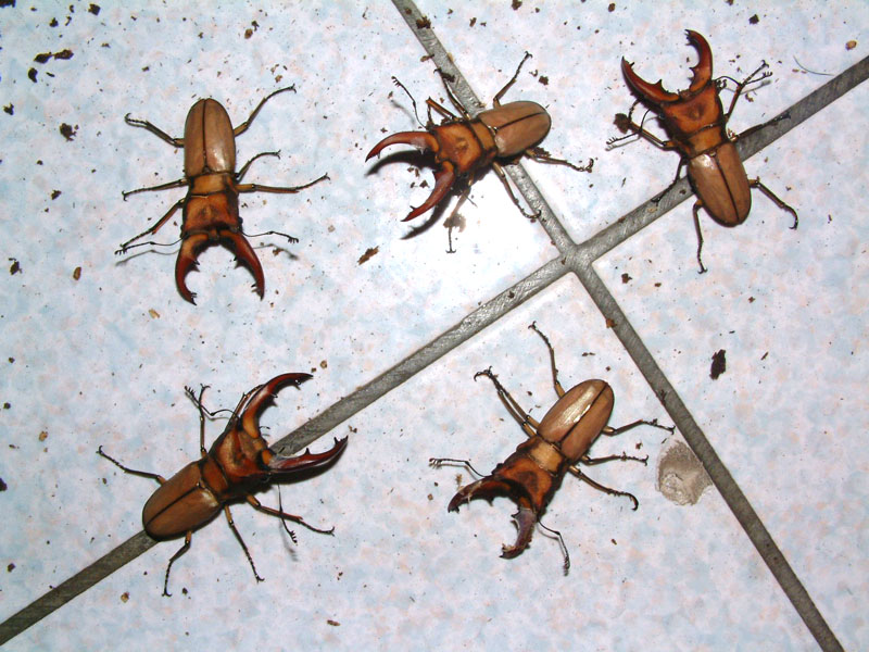 «ö¦¹¦b·sµøµ¡ÂsÄý¹Ï¤ù