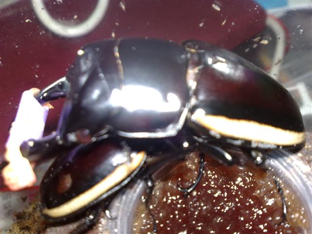 «ö¦¹¦b·sµøµ¡ÂsÄý¹Ï¤ù