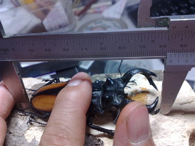 «ö¦¹¦b·sµøµ¡ÂsÄý¹Ï¤ù