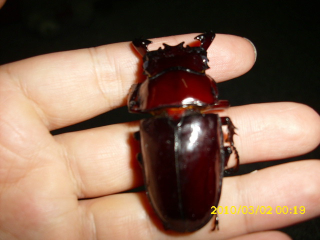 «ö¦¹¦b·sµøµ¡ÂsÄý¹Ï¤ù