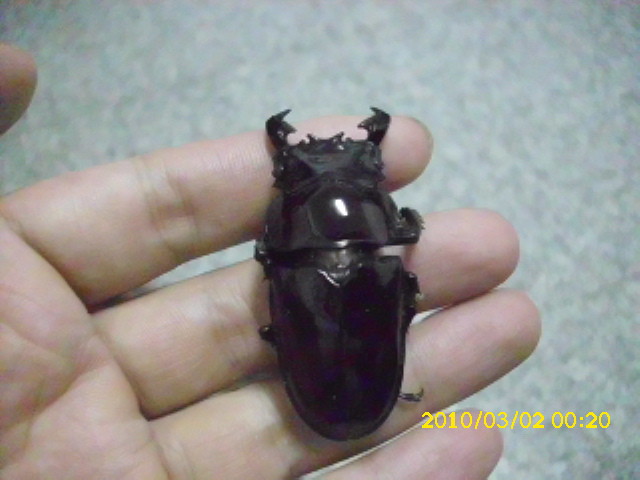 «ö¦¹¦b·sµøµ¡ÂsÄý¹Ï¤ù