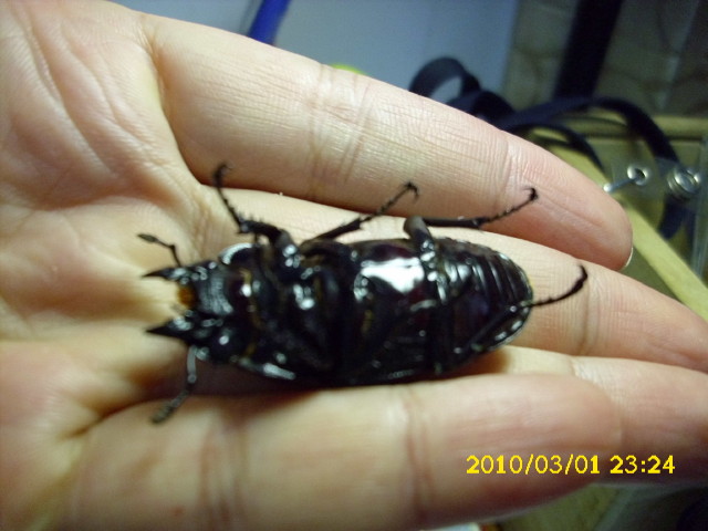 «ö¦¹¦b·sµøµ¡ÂsÄý¹Ï¤ù