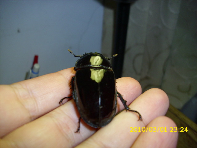 «ö¦¹¦b·sµøµ¡ÂsÄý¹Ï¤ù