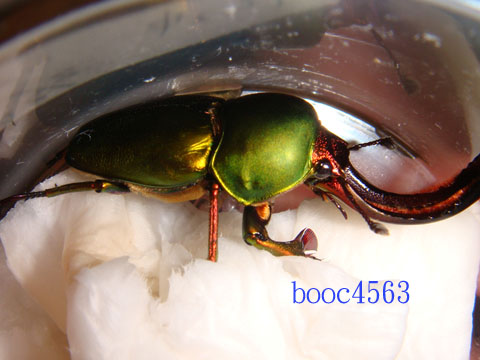 按此在新視窗瀏覽圖片