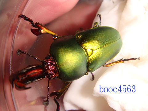 按此在新視窗瀏覽圖片