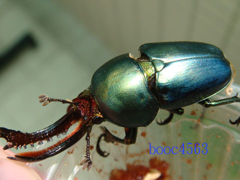 按此在新視窗瀏覽圖片