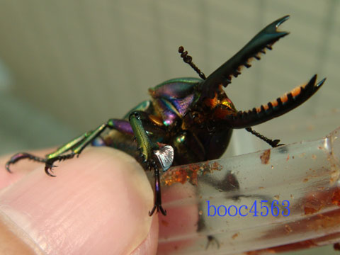 按此在新視窗瀏覽圖片