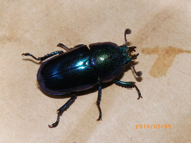 按此在新視窗瀏覽圖片