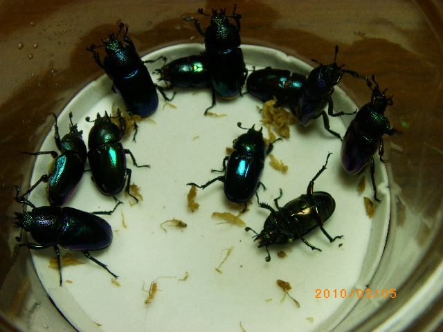 按此在新視窗瀏覽圖片