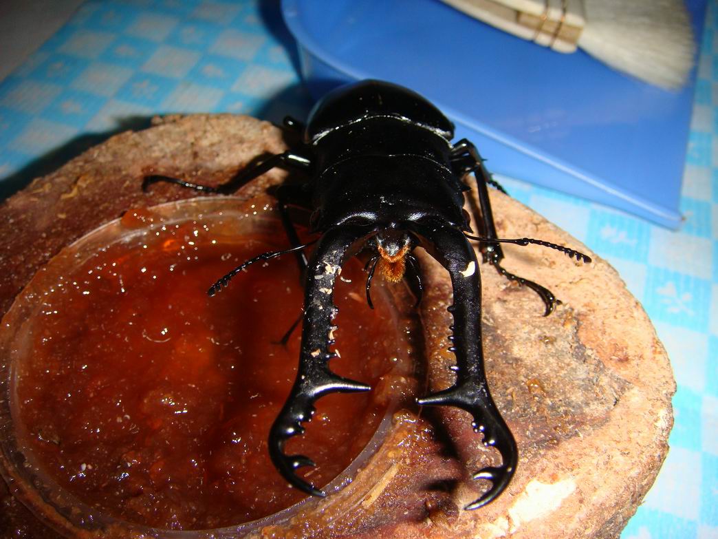 按此在新視窗瀏覽圖片