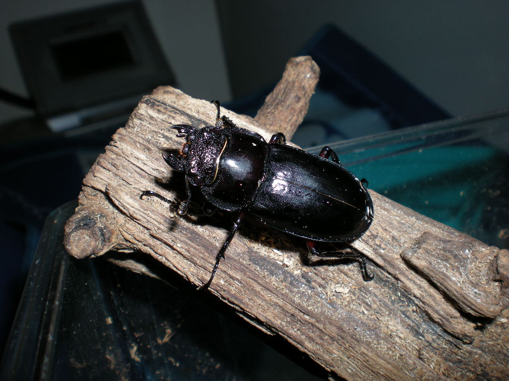 按此在新視窗瀏覽圖片