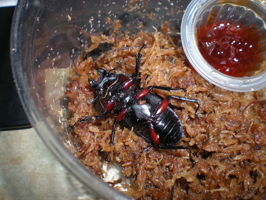 按此在新視窗瀏覽圖片