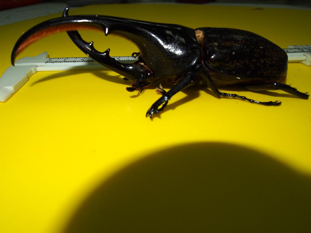 按此在新視窗瀏覽圖片