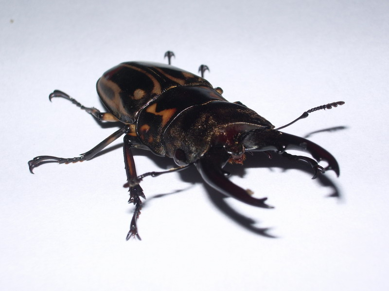 按此在新視窗瀏覽圖片