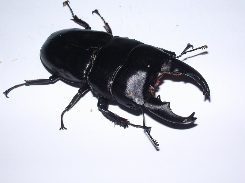 按此在新視窗瀏覽圖片