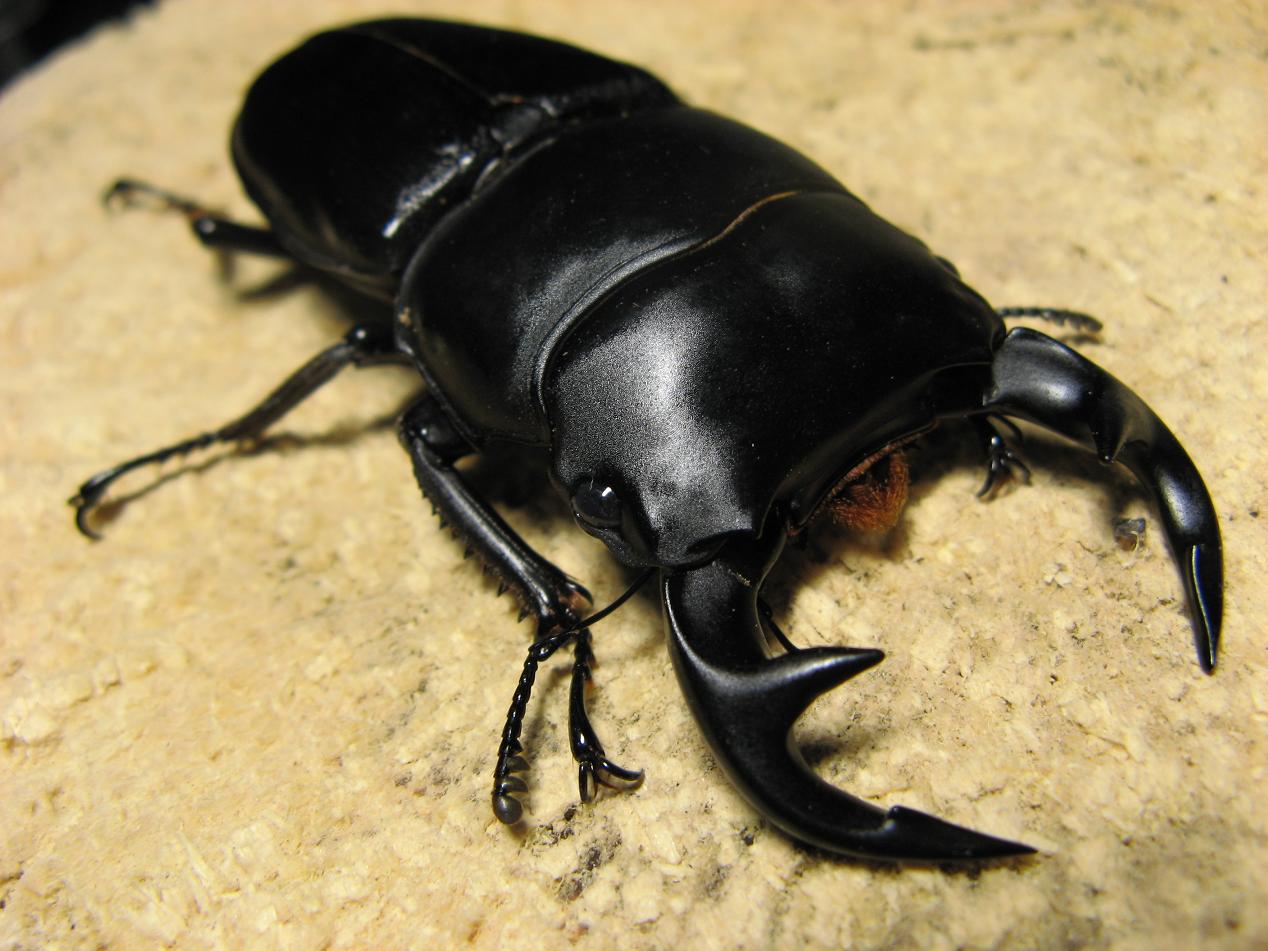 «ö¦¹¦b·sµøµ¡ÂsÄý¹Ï¤ù