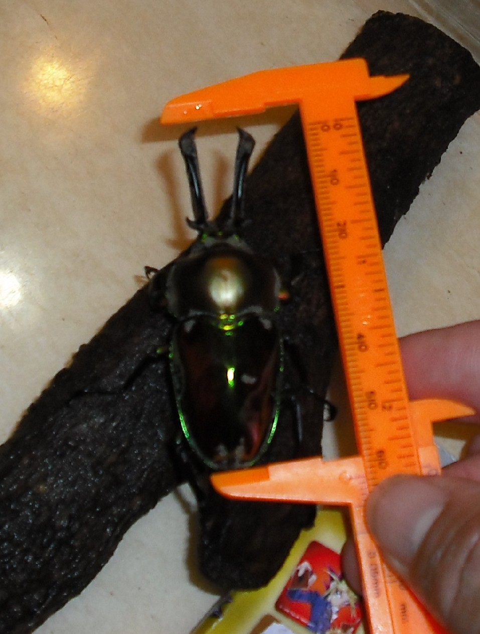 按此在新視窗瀏覽圖片