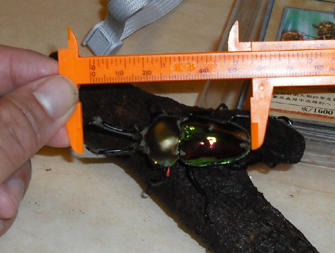 按此在新視窗瀏覽圖片