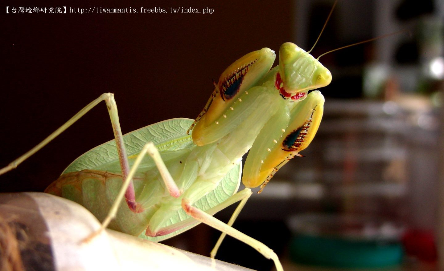 按此在新視窗瀏覽圖片