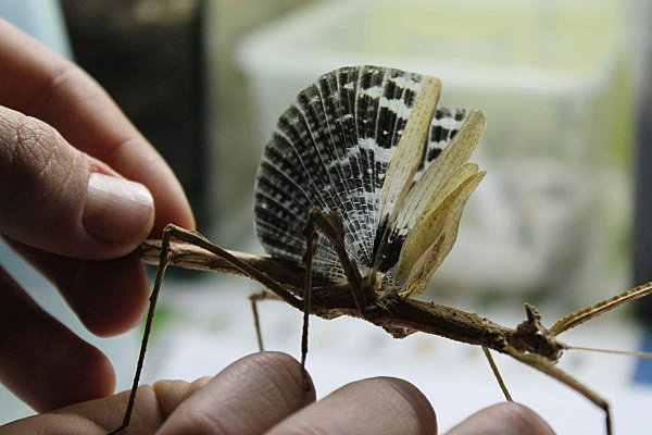 按此在新視窗瀏覽圖片