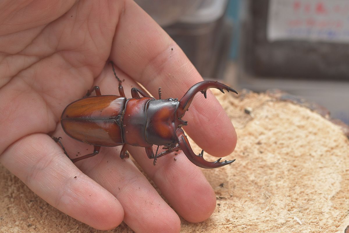 按此在新視窗瀏覽圖片