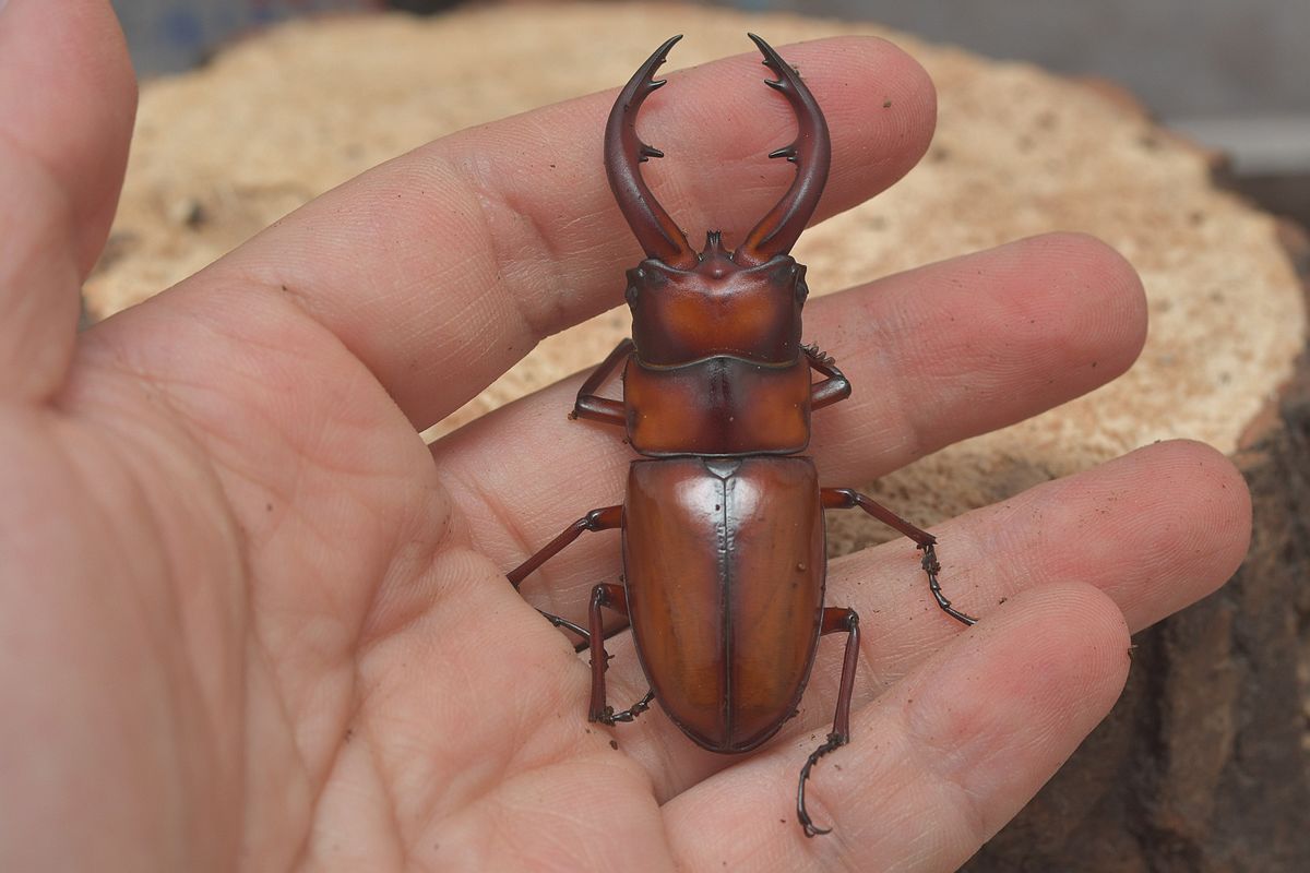 按此在新視窗瀏覽圖片