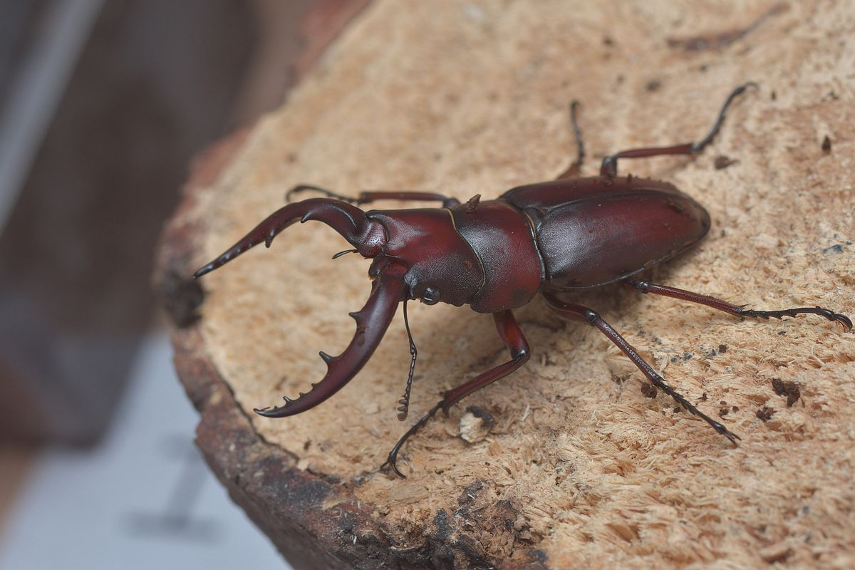 按此在新視窗瀏覽圖片