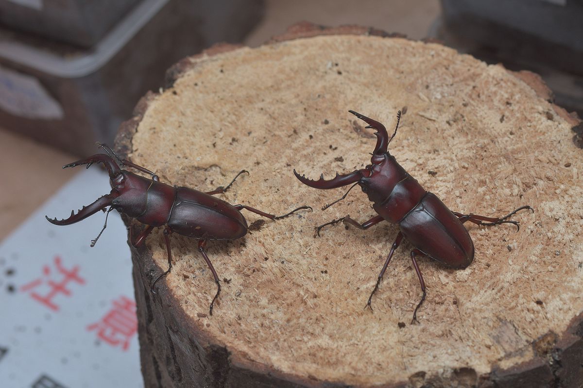 按此在新視窗瀏覽圖片