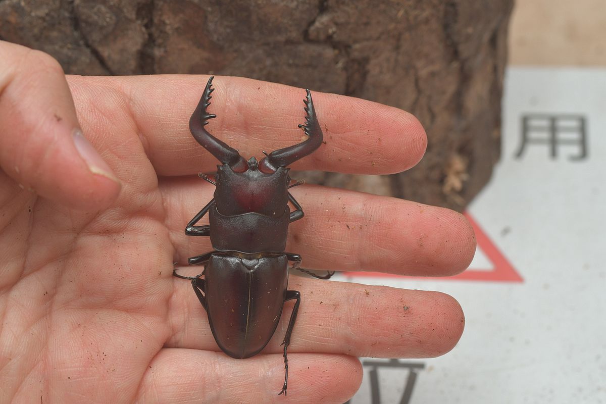 按此在新視窗瀏覽圖片