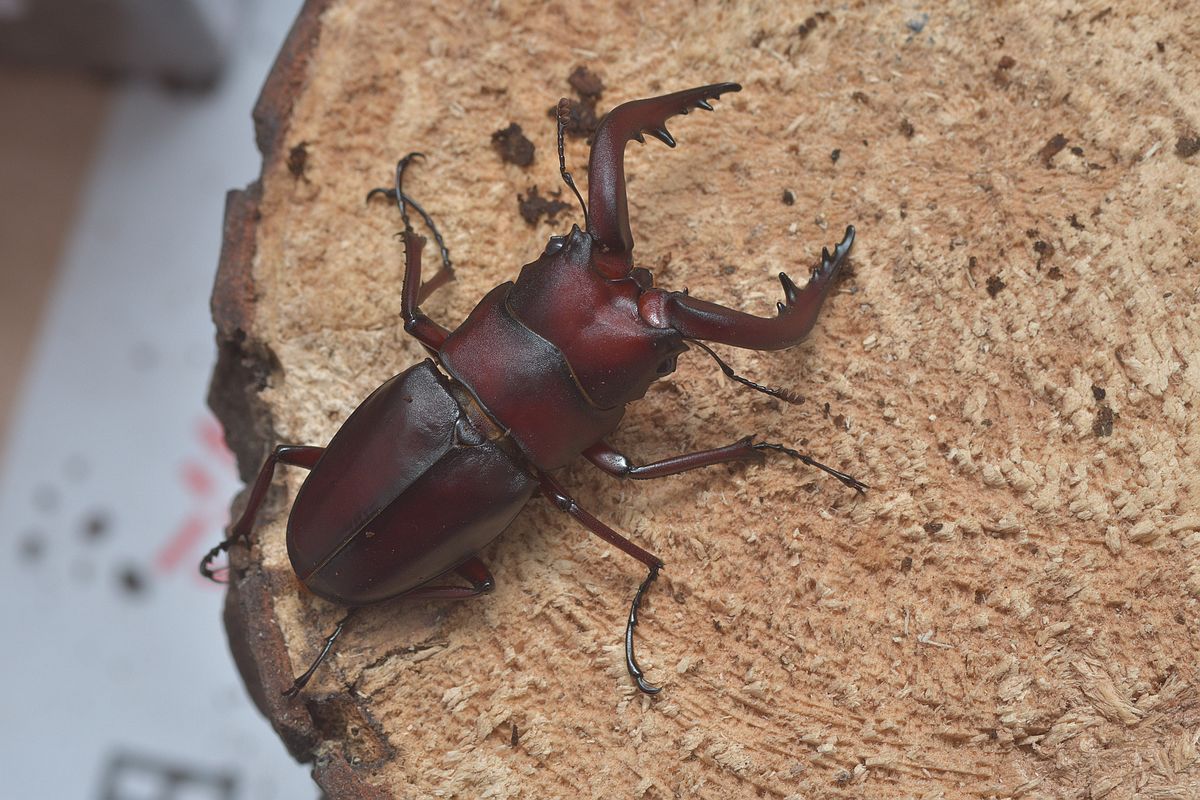 按此在新視窗瀏覽圖片