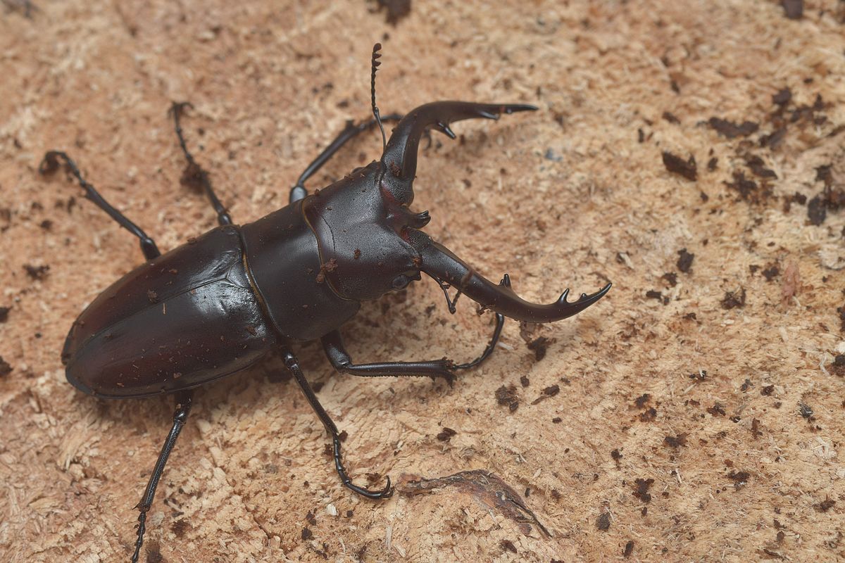 按此在新視窗瀏覽圖片