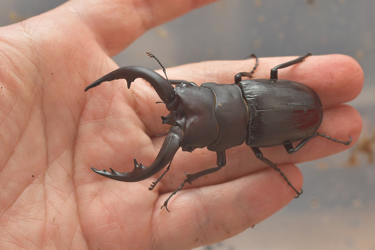 按此在新視窗瀏覽圖片