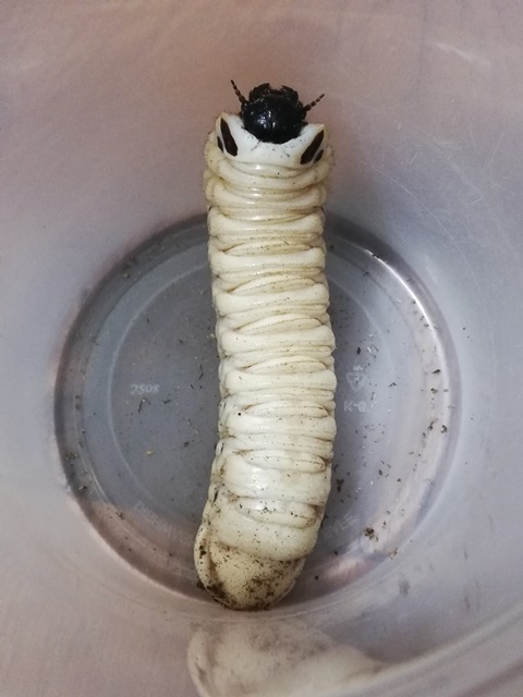 按此在新視窗瀏覽圖片