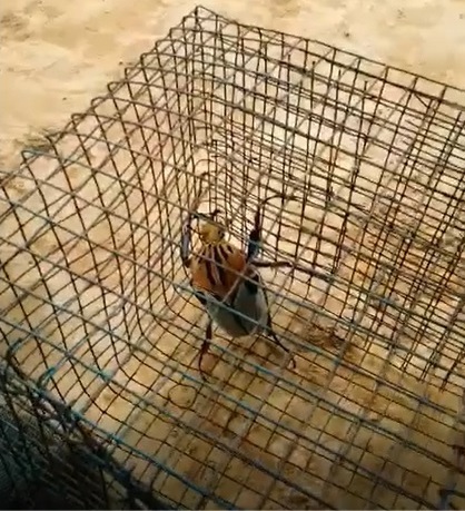 按此在新視窗瀏覽圖片