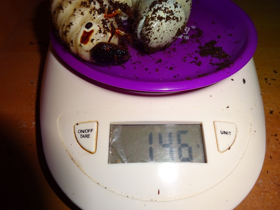 «ö¦¹¦b·sµøµ¡ÂsÄý¹Ï¤ù