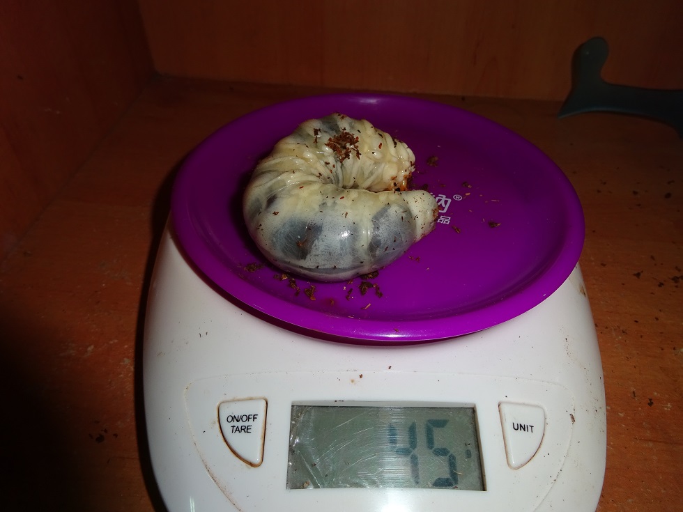 «ö¦¹¦b·sµøµ¡ÂsÄý¹Ï¤ù