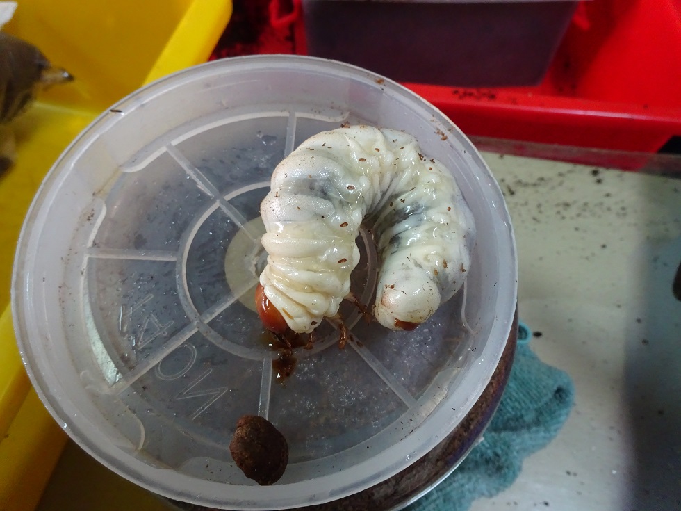 «ö¦¹¦b·sµøµ¡ÂsÄý¹Ï¤ù