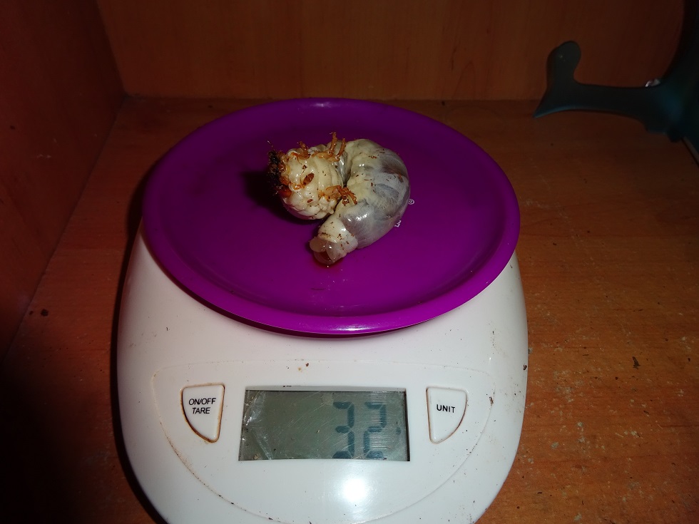 «ö¦¹¦b·sµøµ¡ÂsÄý¹Ï¤ù