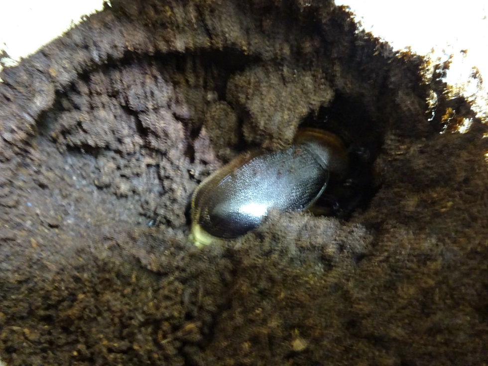 «ö¦¹¦b·sµøµ¡ÂsÄý¹Ï¤ù