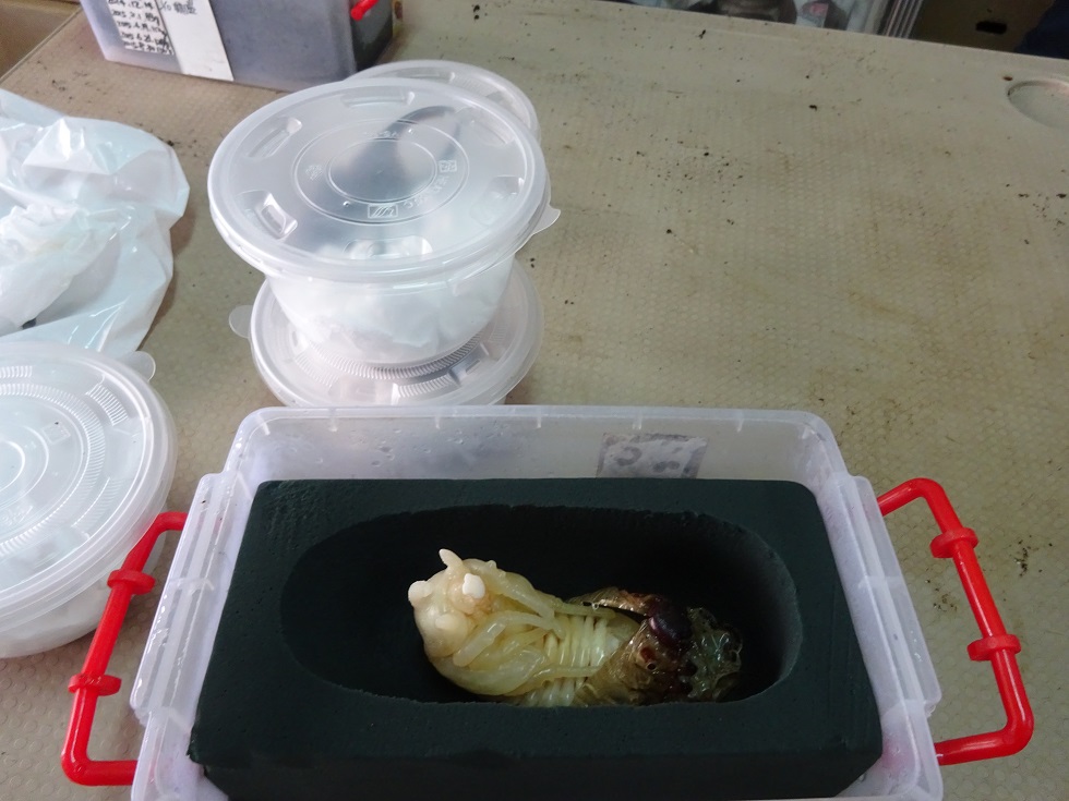 «ö¦¹¦b·sµøµ¡ÂsÄý¹Ï¤ù