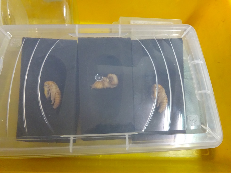 «ö¦¹¦b·sµøµ¡ÂsÄý¹Ï¤ù