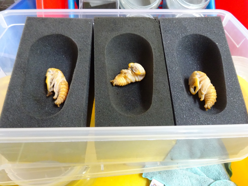 «ö¦¹¦b·sµøµ¡ÂsÄý¹Ï¤ù