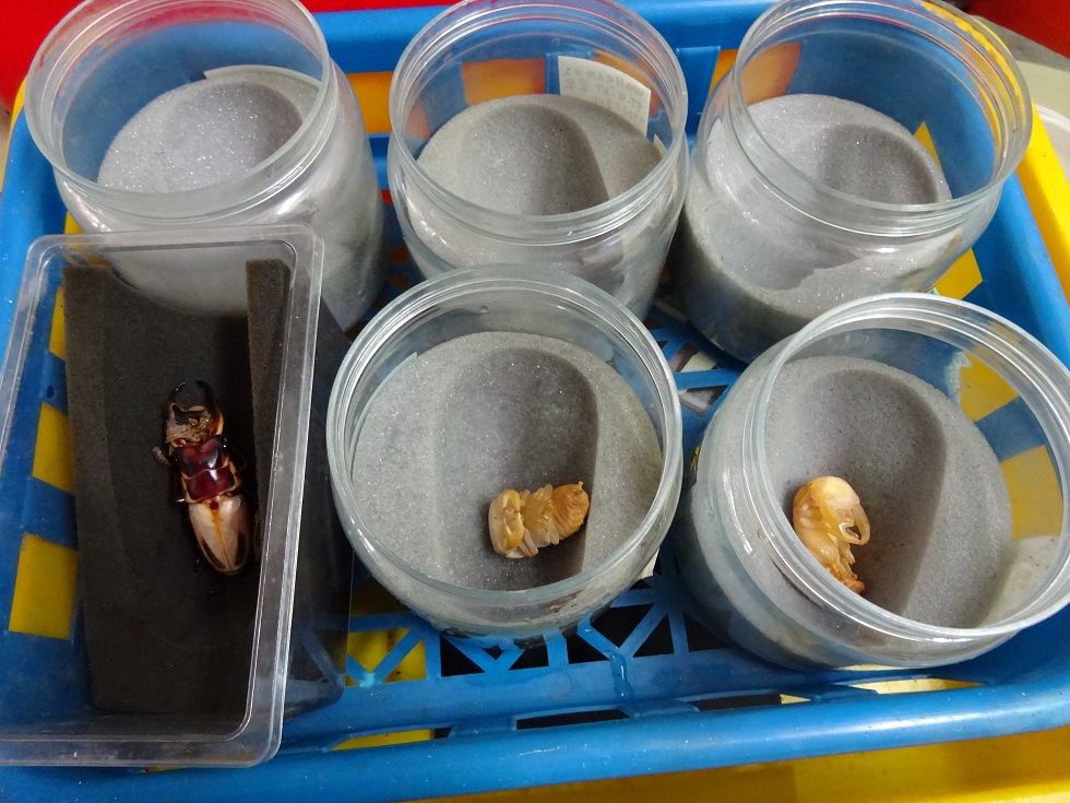 «ö¦¹¦b·sµøµ¡ÂsÄý¹Ï¤ù