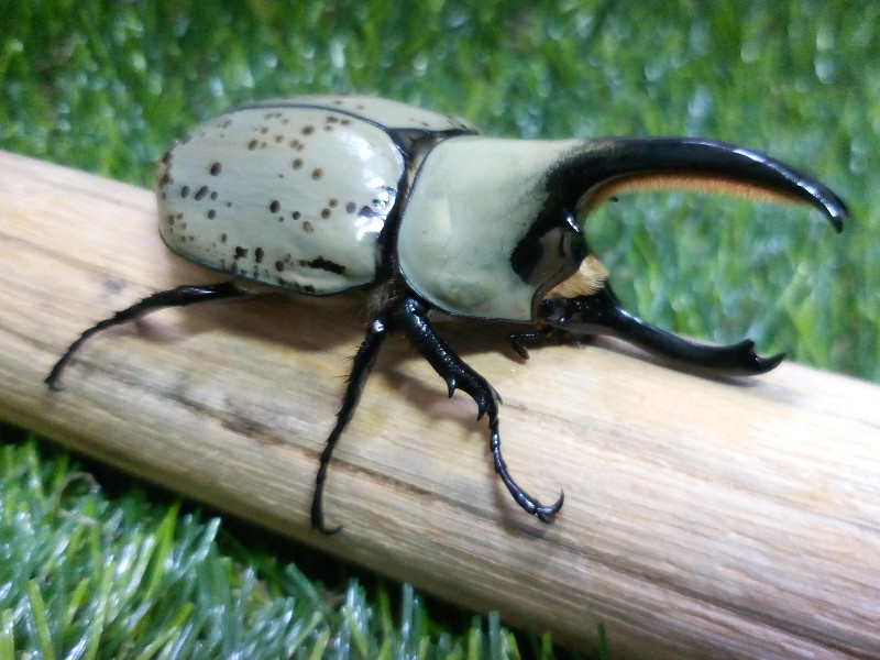 «ö¦¹¦b·sµøµ¡ÂsÄý¹Ï¤ù