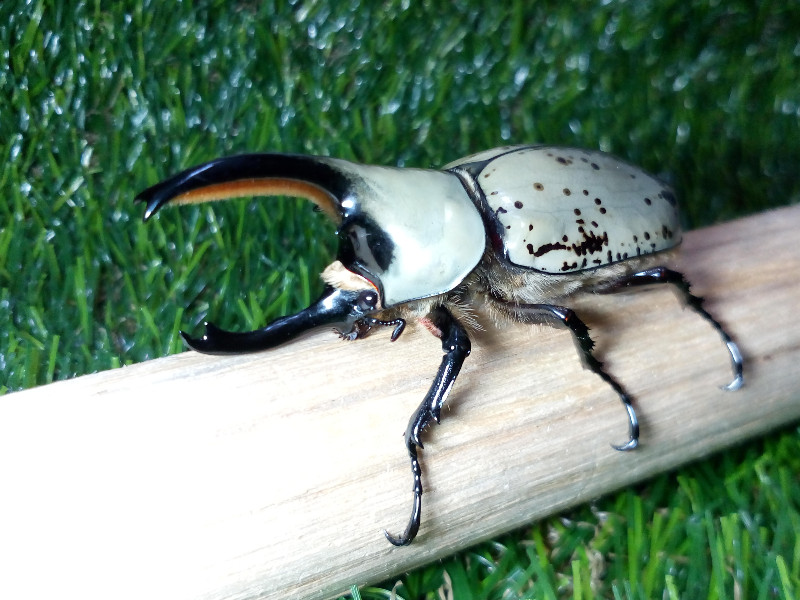 «ö¦¹¦b·sµøµ¡ÂsÄý¹Ï¤ù