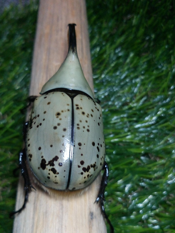 «ö¦¹¦b·sµøµ¡ÂsÄý¹Ï¤ù