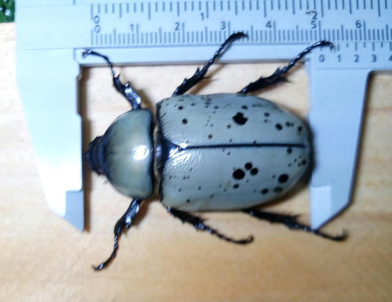 «ö¦¹¦b·sµøµ¡ÂsÄý¹Ï¤ù