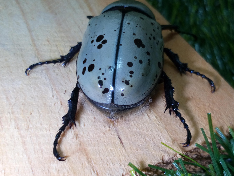 «ö¦¹¦b·sµøµ¡ÂsÄý¹Ï¤ù